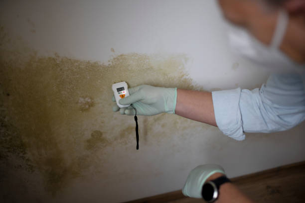 Best Mold Remediation for Specific Building Types in Flence, OR