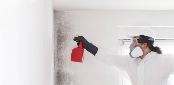 Best Attic Mold Remediation in Flence, OR