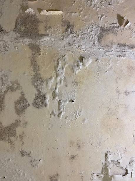 Best Bathroom Mold Remediation in Flence, OR