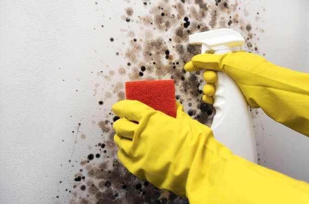 Best Industrial Mold Remediation in Flence, OR