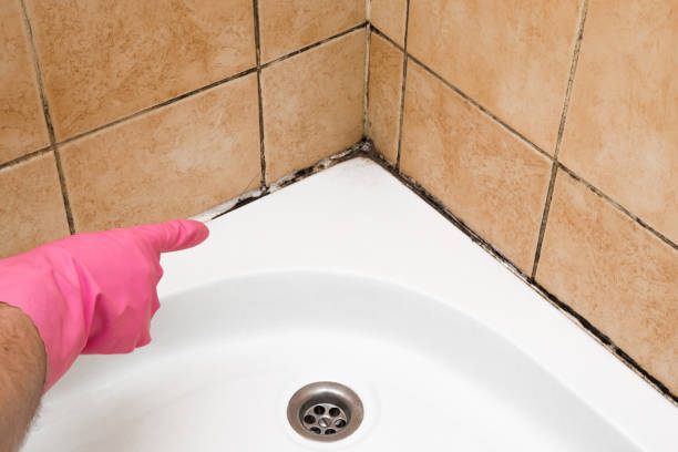 Best Emergency Mold Remediation in Flence, OR
