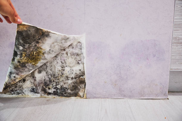 Best DIY Mold Remediation Support Services in Flence, OR